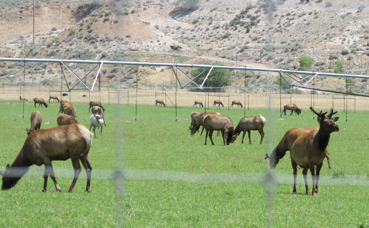 State’s largest elk ranch keeps growing News, Sports, Jobs StandardExaminer